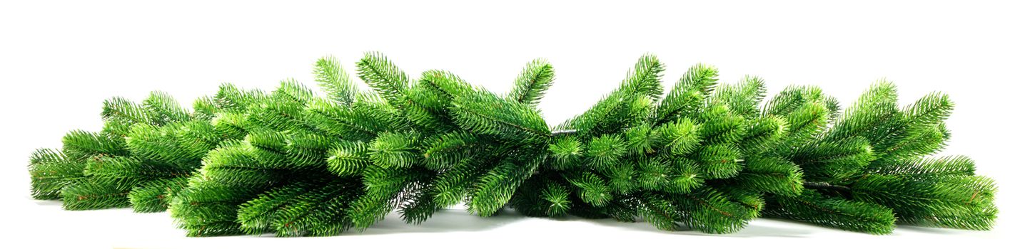 Natural fir Christmas tree branches isolated on white background , stripe, border, frame design element for Christmas card