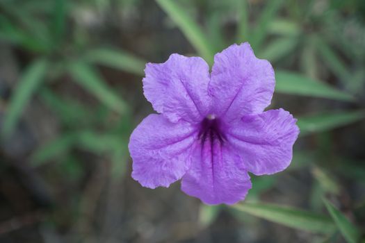 blooming purple flower in garden, shallow depth of field