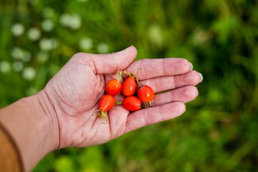 Fresh red berries from the dog rose bush in a woman's hand