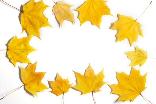 Yellow Autumn fallen foliage on white background.