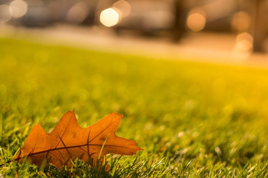 Oak leaf on green grass. The dew on the grass. Bright green lawn. Grass on the lawn. Sunny lawn. Dry oak leaf on the grass. City landscape.