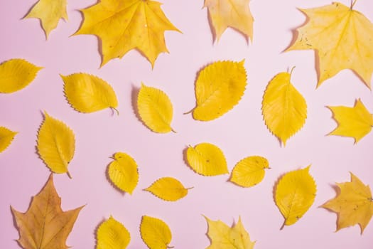 Autumn fallen foliage on pink background