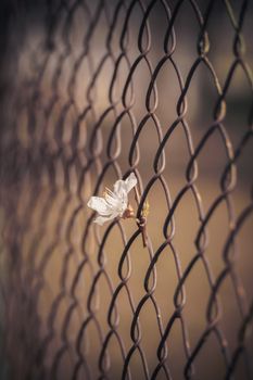 White flower in an iron grid. Old fence from the grid. Striving for life. Picture for instagram.