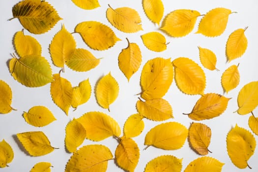 Yellow Autumn fallen foliage on white background.