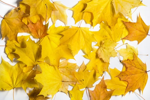 Yellow Autumn fallen foliage on white background.