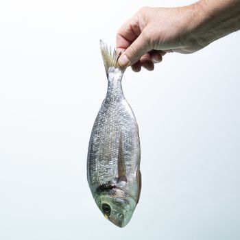 a sea bream held with one hand with the white background