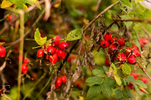 Ripe red autumn briar berries on a rose bush branch