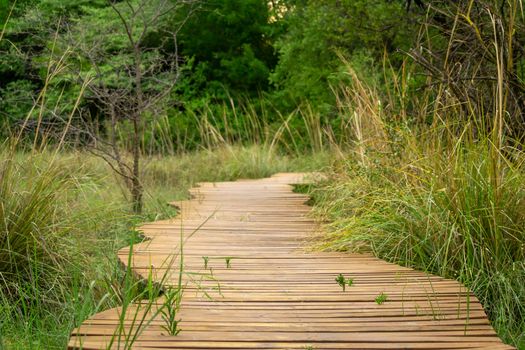 Wooden walkway or footpath with planks leading you through the grass into the woods.