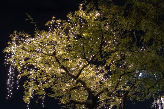 Decorative outdoor string lights hanging on tree in the garden at night time 