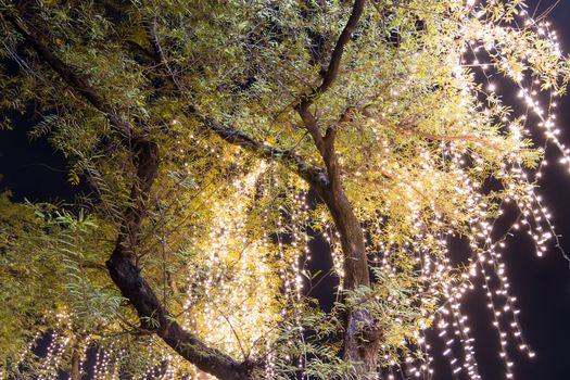 Decorative outdoor string lights hanging on tree in the garden at night time 