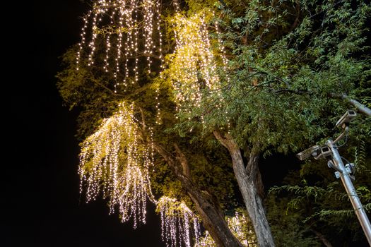 Decorative outdoor string lights hanging on tree in the garden at night time 