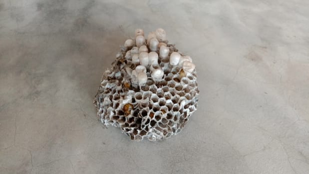 house of bolta insect that is most beautiful creation of nature