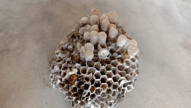 house of bolta insect that is most beautiful creation of nature