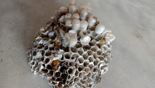 house of bolta insect that is most beautiful creation of nature
