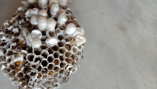 house of bolta insect that is most beautiful creation of nature