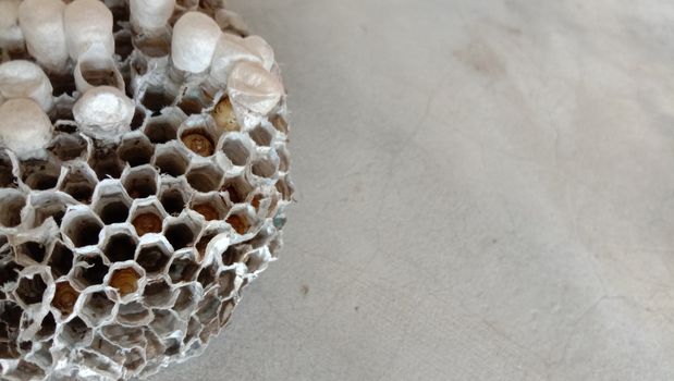 house of bolta insect that is most beautiful creation of nature