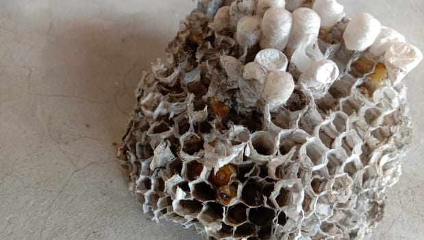 house of bolta insect that is most beautiful creation of nature