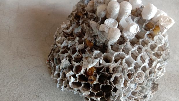 house of bolta insect that is most beautiful creation of nature