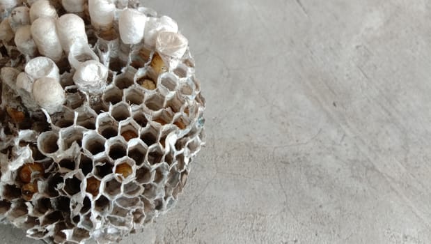 house of bolta insect that is most beautiful creation of nature