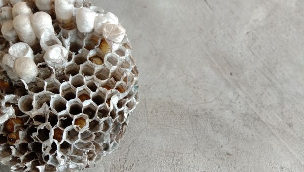 house of bolta insect that is most beautiful creation of nature