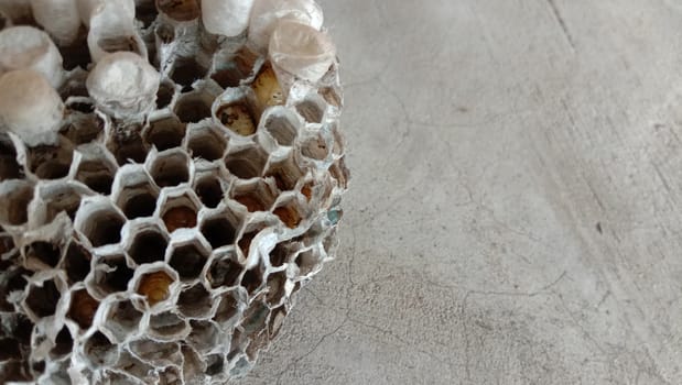 house of bolta insect that is most beautiful creation of nature