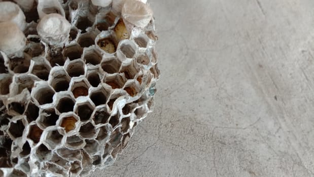 house of bolta insect that is most beautiful creation of nature