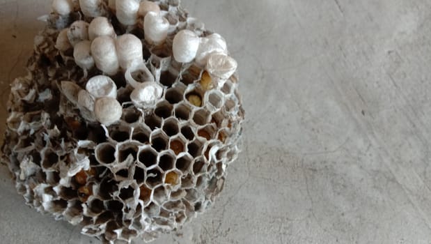 house of bolta insect that is most beautiful creation of nature