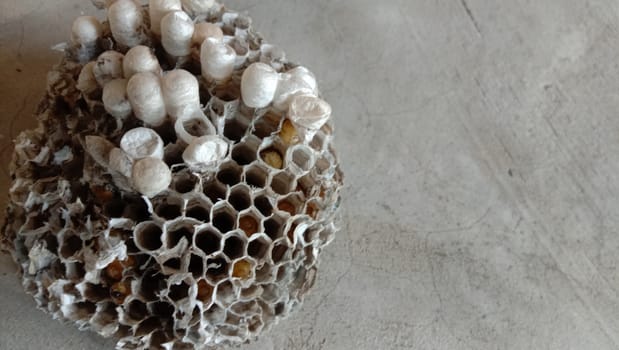 house of bolta insect that is most beautiful creation of nature
