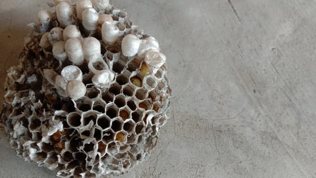 house of bolta insect that is most beautiful creation of nature