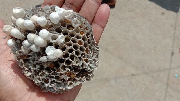 house of bolta insect that is most beautiful creation of nature