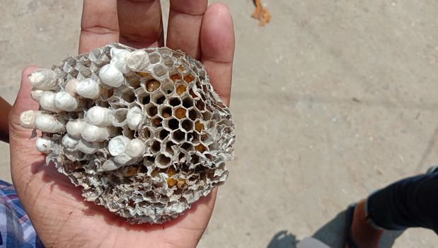house of bolta insect that is most beautiful creation of nature