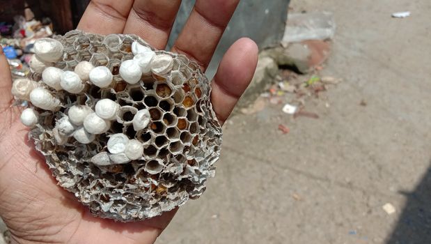 house of bolta insect that is most beautiful creation of nature