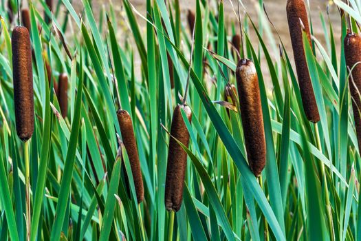 Green with brown cane stalks