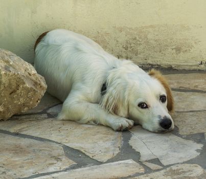 Home dog lying in the shade on a stone slab and looks at photographer