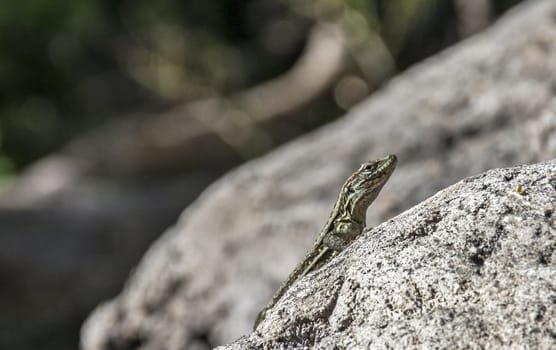 Lizard head close-up on a large rock