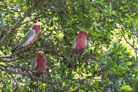 Three parrot with a white-red color of sitting among the tree branches