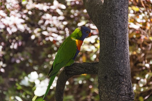 Ozherelovy parrot green color sitting on a tree branch