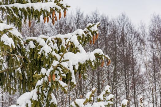 On the branches of spruce covered with snow hanging brown cones