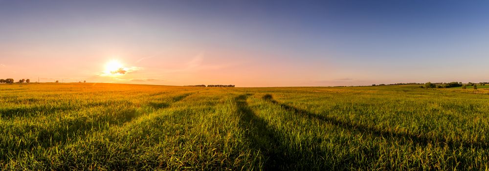 Sunset or sunrise in an agricultural field with ears of young green wheat and a path through it on a sunny day. The rays of the sun pushing through the clouds. Panorama.