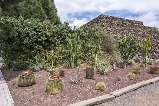 On stony ground grow cactuses of different species