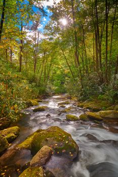 Curtis Creek near Curtis Creek Campground in the mountians of North Carolina.