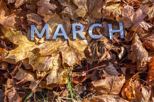 the word march laid with silver metal letters on the ground dry maple leaves.
