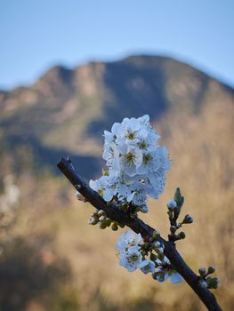 Cherry blossoms in bright day, unfocused background, branch, colorful