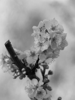 Cherry blossoms in bright day, unfocused background, branch, black and white