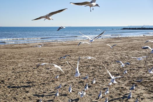 Set of seagulls flying on the beach, sand, flight, sunny day