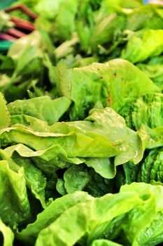 Lettuces for sale at a ecological market stall in Elche, Alicante, Spain.