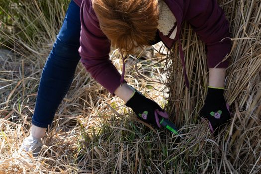 Middle-aged red-haired girl. Recreational land. Spring cleaning in the garden. Dry decorative grass.