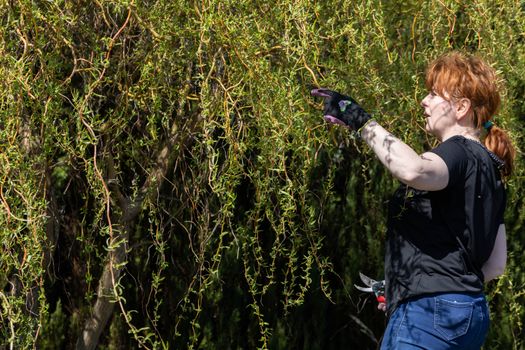 Thick weeping willow crown. Spring pruning of branches. Red-haired girl with pruning shears works on a weeping willow tree.