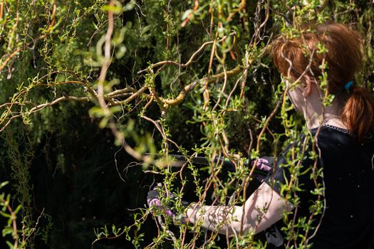 Hand saw for cutting thick branches of the tree. Red-haired woman works as a gardener. Spring cleaning in the garden by the decorative trees.