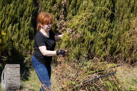 The red-haired woman works at laying cut branches of a weeping willow. Spring cleaning in the garden by the decorative trees.